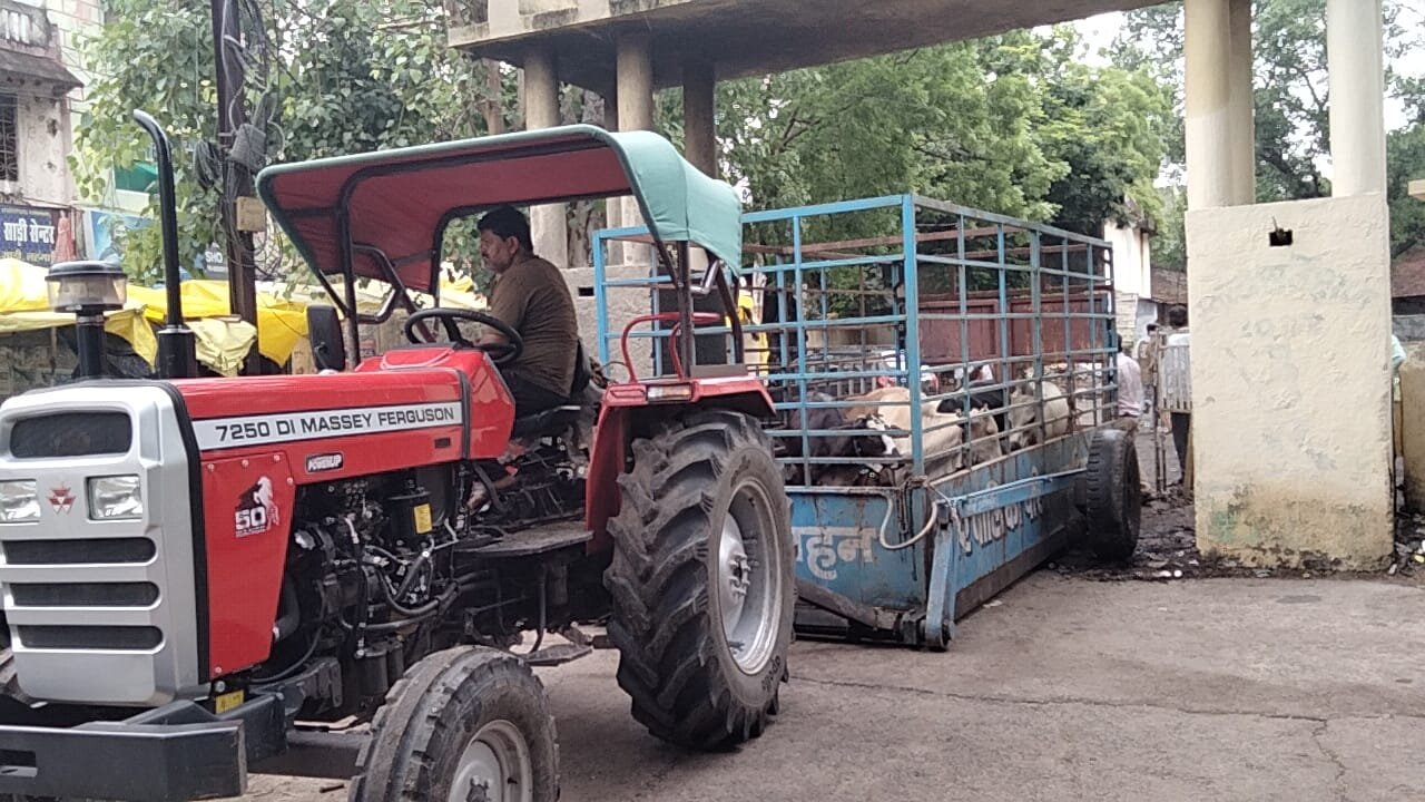 The municipality's Haka team drove 47 stray cattle out of the city limits